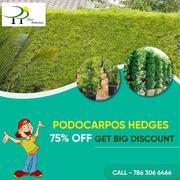 Podocarpos hedges 75% off get Big Discount…. !