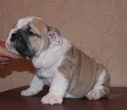 enlish bulldog puppy for adoption 