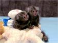 cute baby marmoset monkeys for adoption