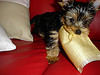 Two Adorable Yorkie Babies Puppies for Adoption