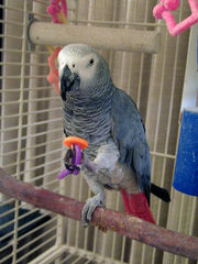 tamed free congo grey parrots for christmas